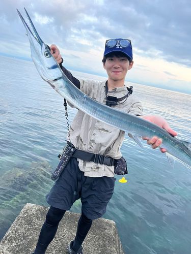オキザヨリの釣果