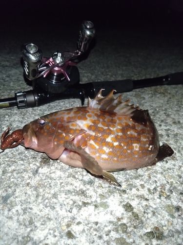 アコウの釣果
