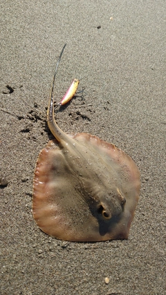アカエイの釣果