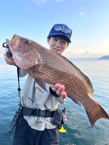 オオモンハタの釣果