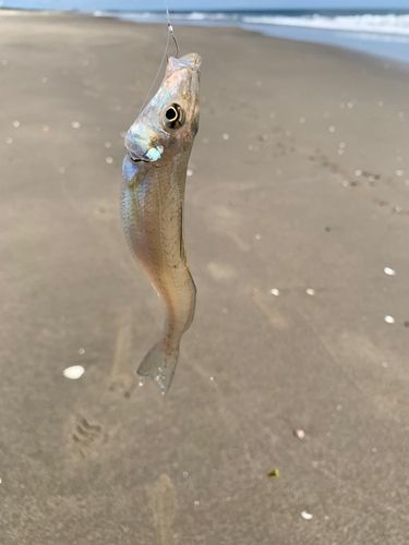 キスの釣果