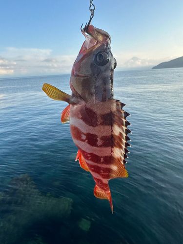 アカハタの釣果