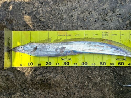 タチウオの釣果