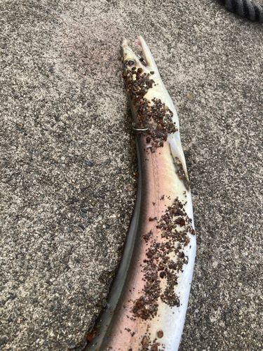ハモの釣果