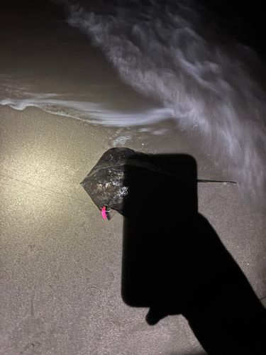 アカエイの釣果