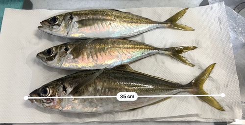アジの釣果