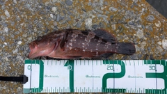 アコウの釣果