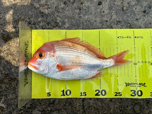 レンコダイの釣果