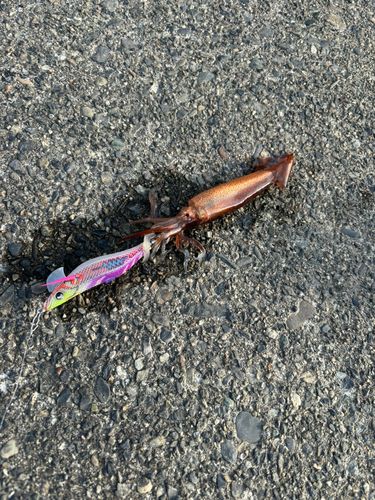 ムギイカの釣果