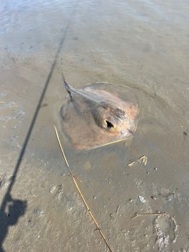 エイの釣果