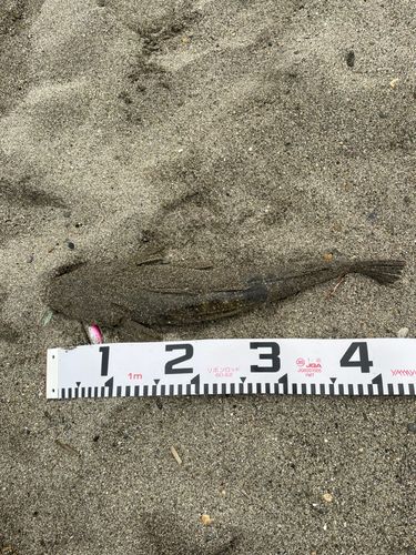 マゴチの釣果