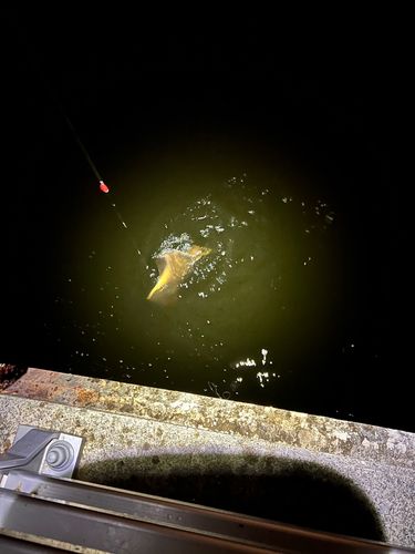 アカエイの釣果