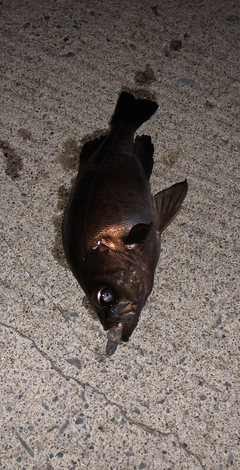 クロメバルの釣果