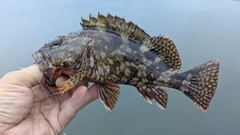 ガシラの釣果