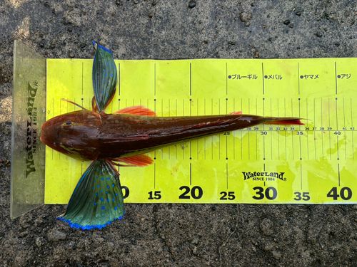 ホウボウの釣果