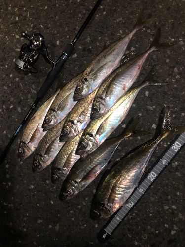 アジの釣果