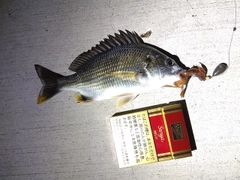 キビレの釣果
