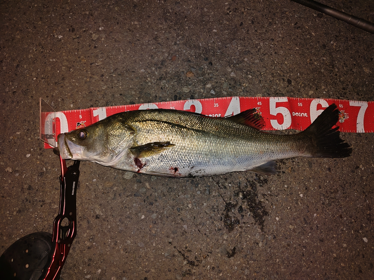 SHIMANO 19ソルティーアドバンス SEABASS S96MLの最安値