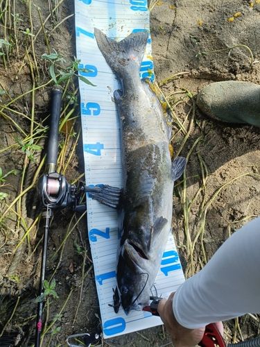 アメリカナマズ