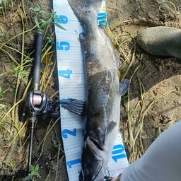 アメリカナマズ