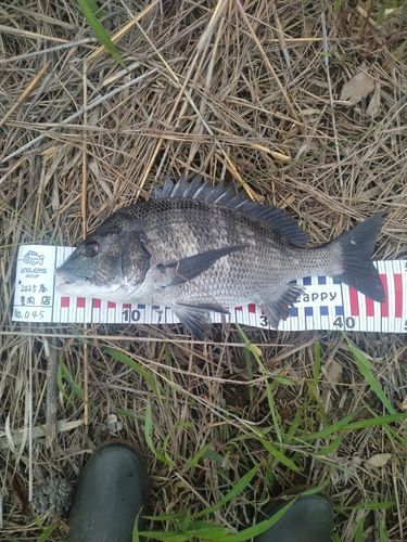 チヌの釣果