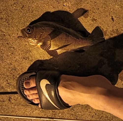 クロメバルの釣果
