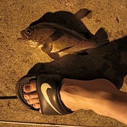 クロメバル