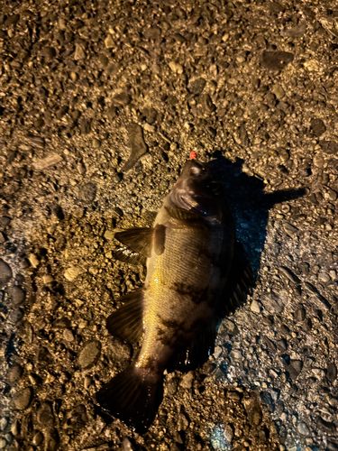 クロメバルの釣果