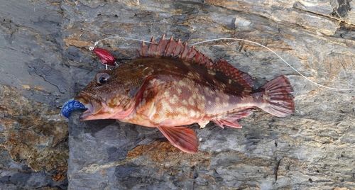 カサゴの釣果