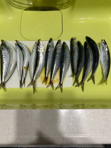 マイワシの釣果