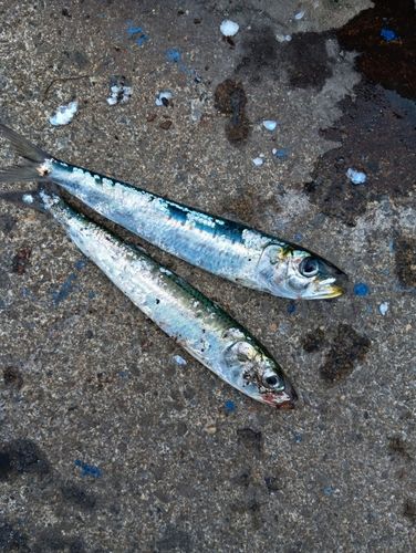 イワシの釣果