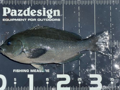 グレの釣果