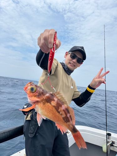 オキメバルの釣果