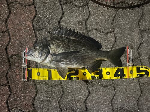 クロダイの釣果