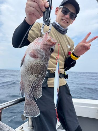 マゾイの釣果