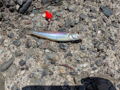 キスの釣果