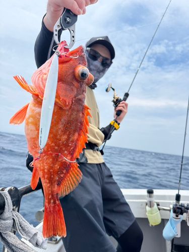 ウッカリカサゴの釣果