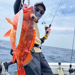 ウッカリカサゴ