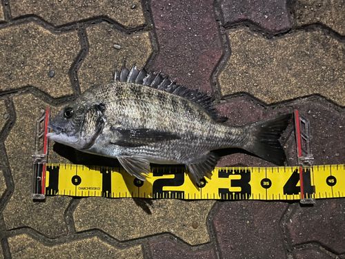 クロダイの釣果