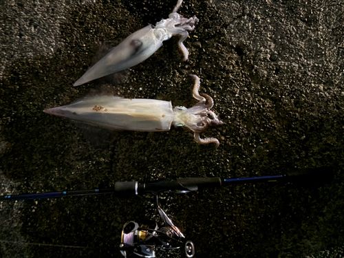 ケンサキイカの釣果
