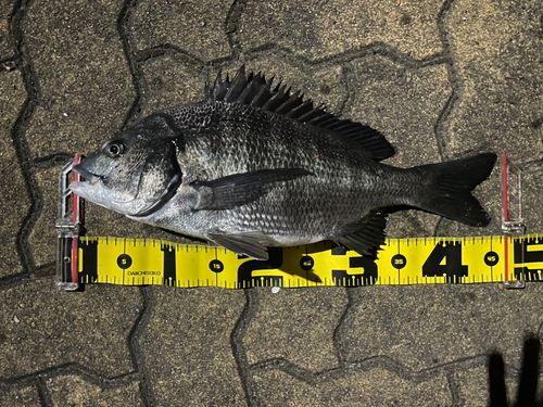 クロダイの釣果