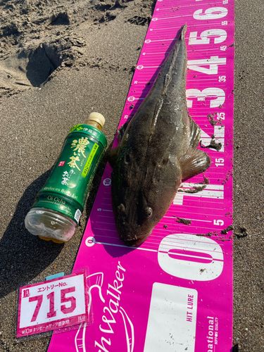 マゴチの釣果