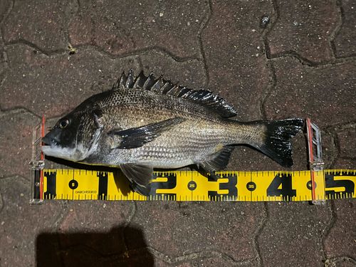 クロダイの釣果