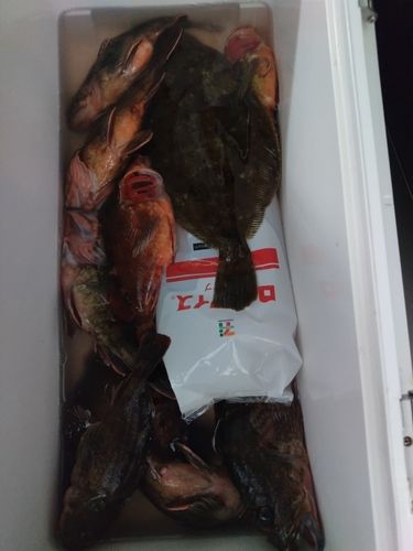 カサゴの釣果
