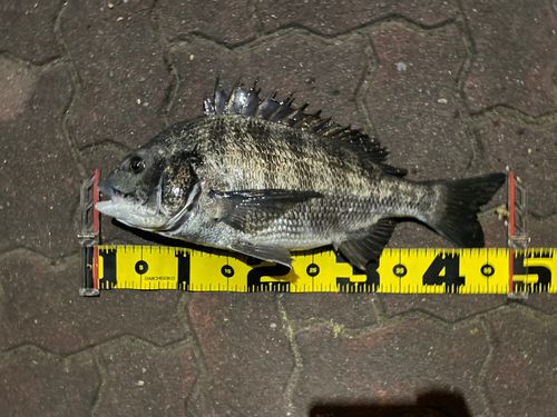 クロダイの釣果
