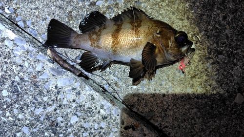 メバルの釣果