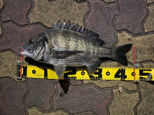 クロダイの釣果