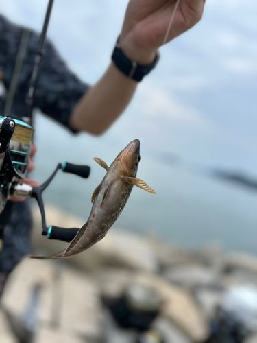 アイナメの釣果