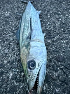 サゴシの釣果