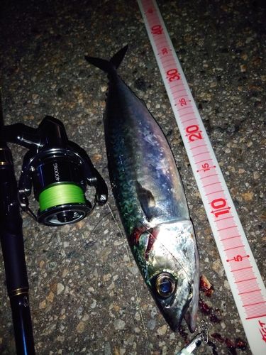 サバの釣果